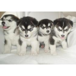 Alaskan malamute pups met stamboom!