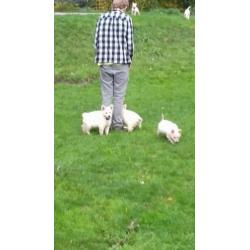 Zwitserse herder pups of witte herder pups mag gelijk mee