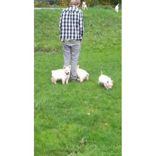 Zwitserse herder pups of witte herder pups mag gelijk mee