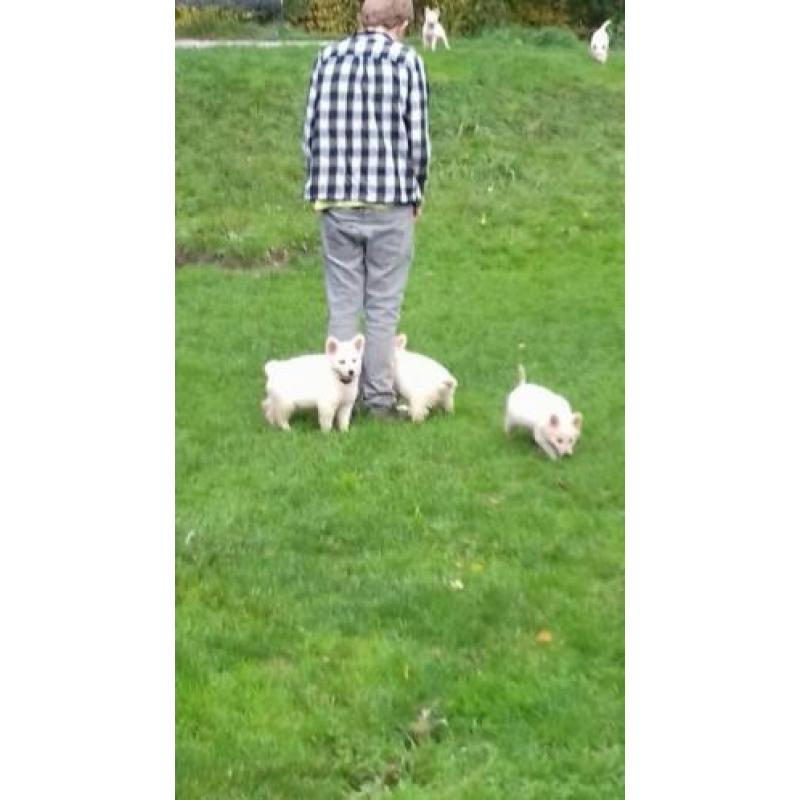 Zwitserse herder pups of witte herder pups mag gelijk mee