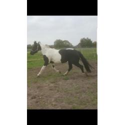 Mooie bonte merrie (barock pinto)