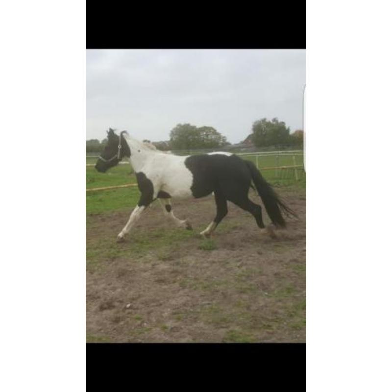 Mooie bonte merrie (barock pinto)