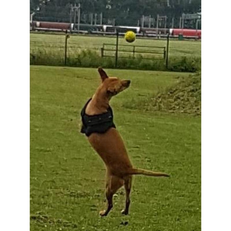 HzH-RAMBO (NL) vriendelijke vent zoekt sportief baasje