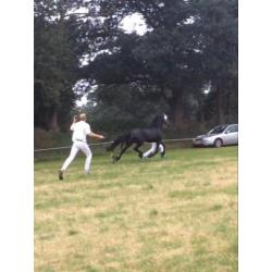 Mooie Friese stermerrie Silke van de Marbohoeve