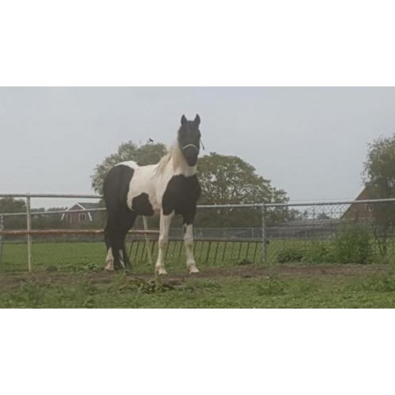 Mooie bonte merrie (barock pinto)