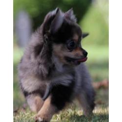 pomchi puppy's