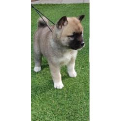 Akita pups