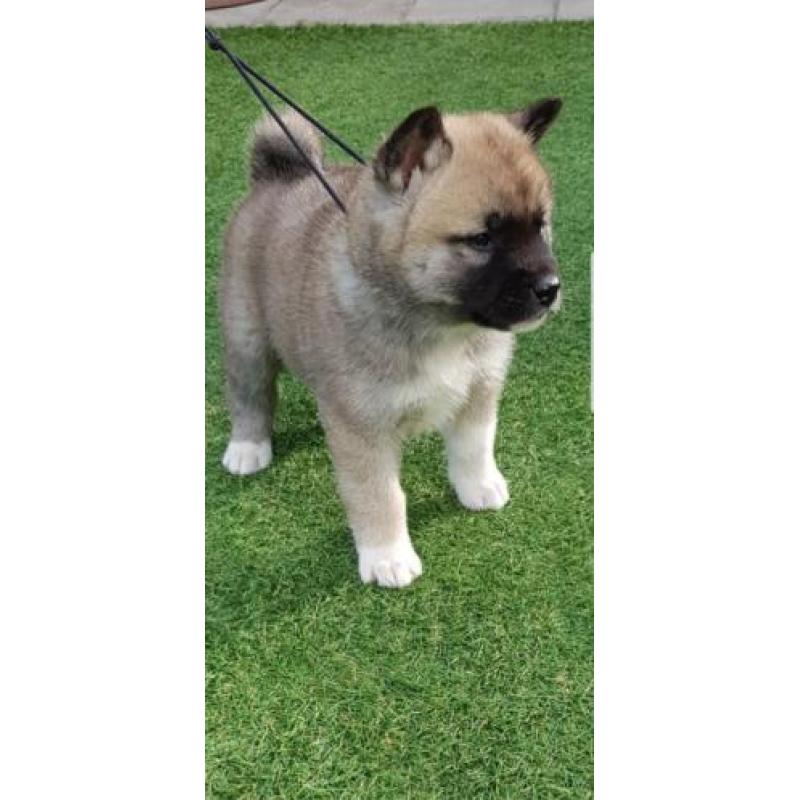 Akita pups