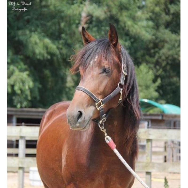Te koop leuke Merens X Quarter horse ruin