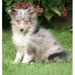 Sheltie pupjes beschikbaar