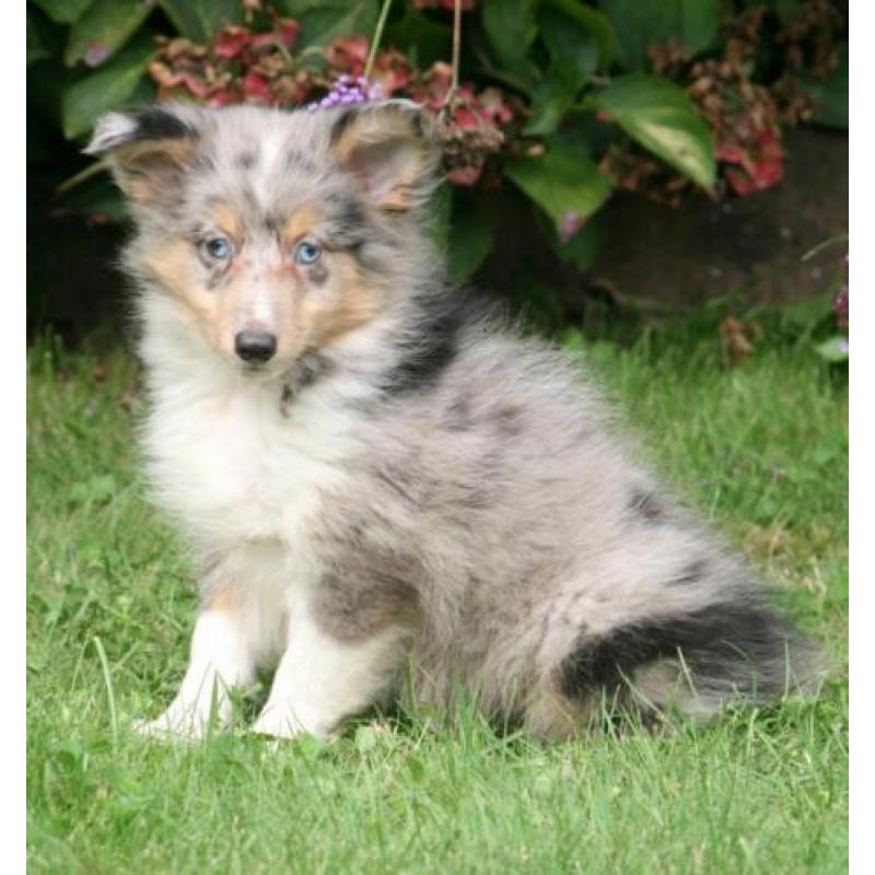 Sheltie pupjes beschikbaar