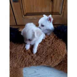 Mooie chihuahua pups, 1 langharig teefje en 1 kortharige reu