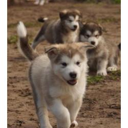 Alaskan malamute pups met stamboom!