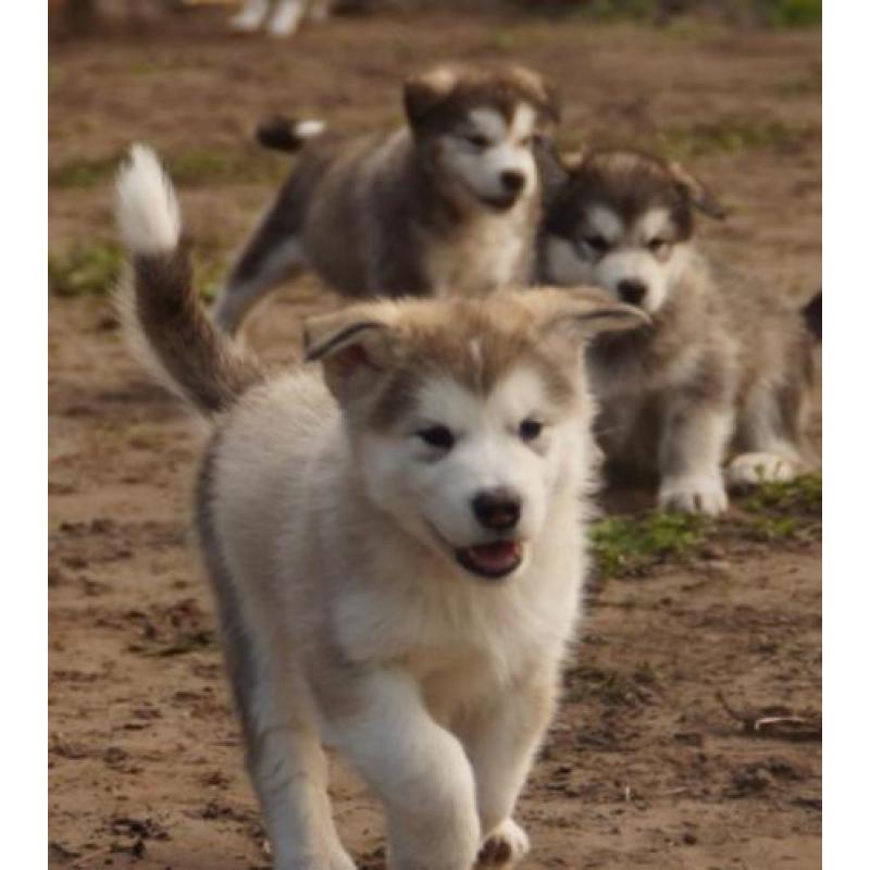Alaskan malamute pups met stamboom!
