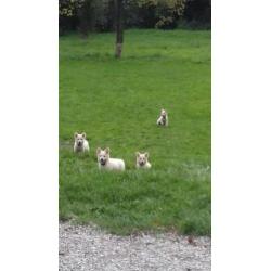 Zwitserse herder pups of witte herder pups mag gelijk mee