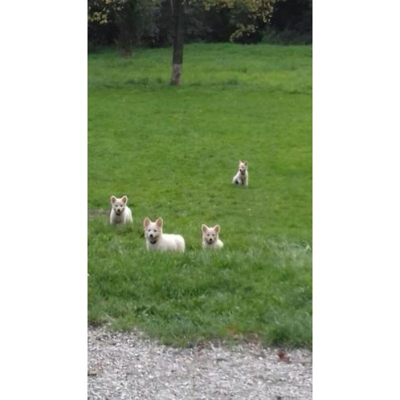 Zwitserse herder pups of witte herder pups mag gelijk mee