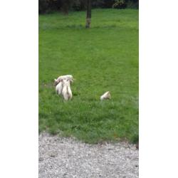 Zwitserse herder pups of witte herder pups mag gelijk mee