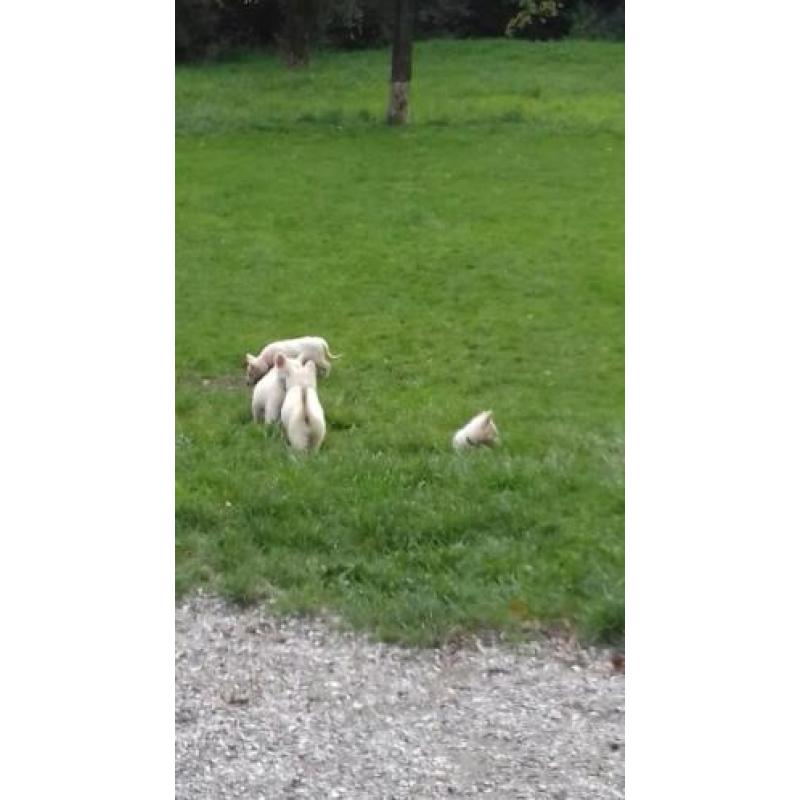 Zwitserse herder pups of witte herder pups mag gelijk mee
