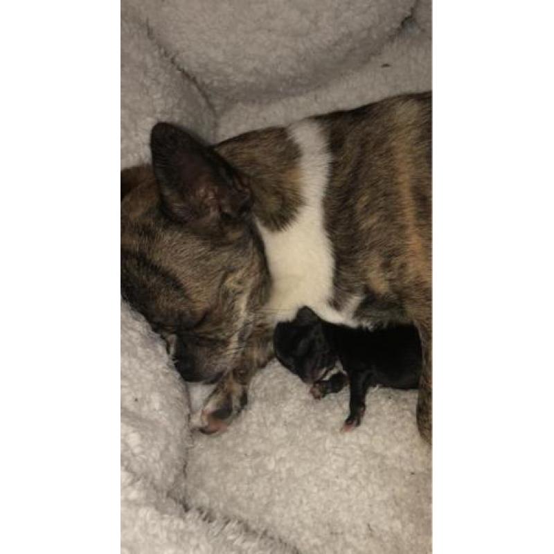 Chihuahua pups
