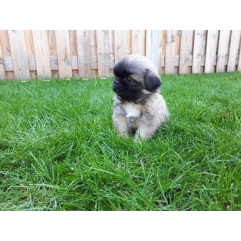 Prachtige pekingees pups