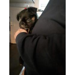 chihuahua reutje