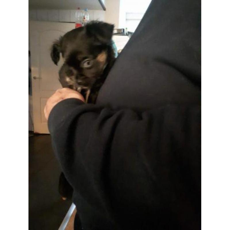chihuahua reutje