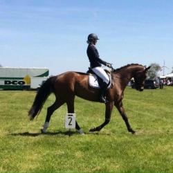 Fijne 8-jarige merrie, Arlando x Bachelor, dressuur springen
