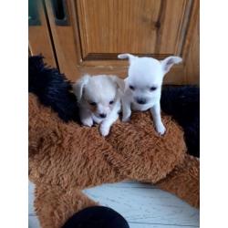 Mooie chihuahua pups, 1 langharig teefje en 1 kortharige reu
