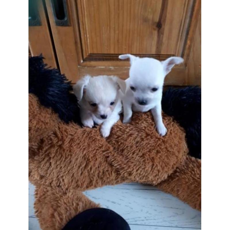 Mooie chihuahua pups, 1 langharig teefje en 1 kortharige reu