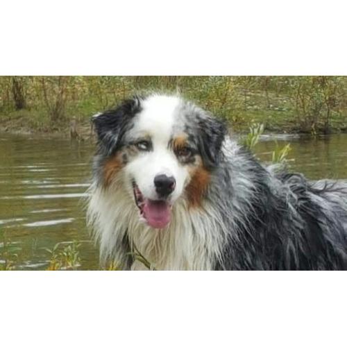 Australian Shepherd blue merle reu ter dekking.