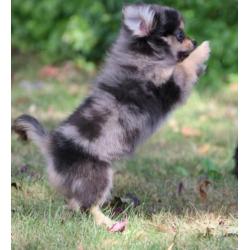 pomchi puppy's