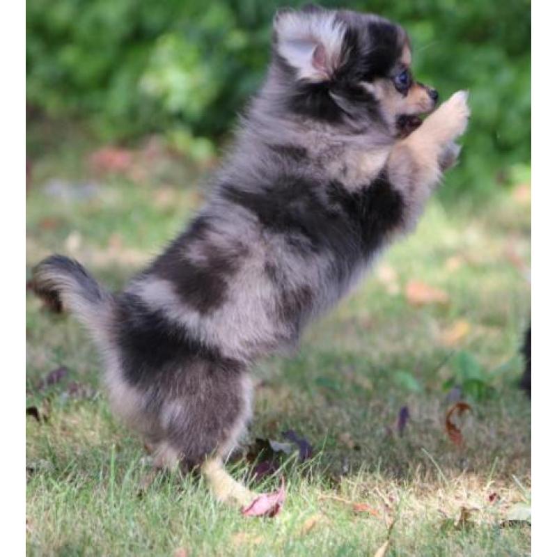 pomchi puppy's