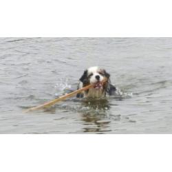 Australian Shepherd blue merle reu ter dekking.