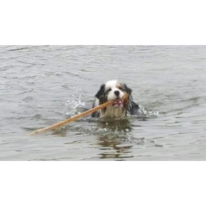 Australian Shepherd blue merle reu ter dekking.