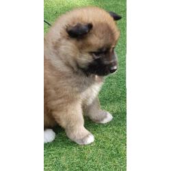 Akita pups