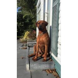 Rhodesian Ridgeback pups verwacht