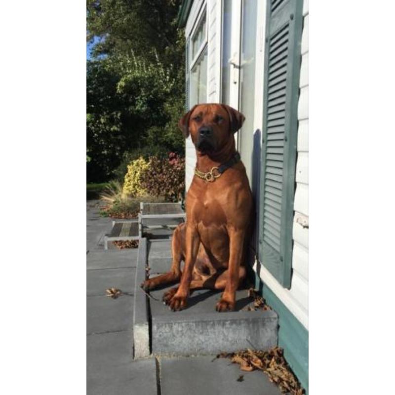Rhodesian Ridgeback pups verwacht