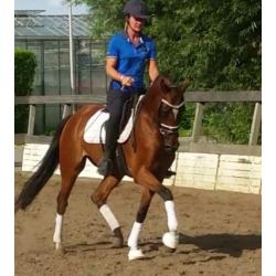 ## Eye catcher ## Welsh E pony met talent van een paard ##