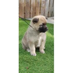 Akita pups
