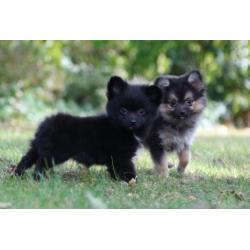 pomchi puppy's