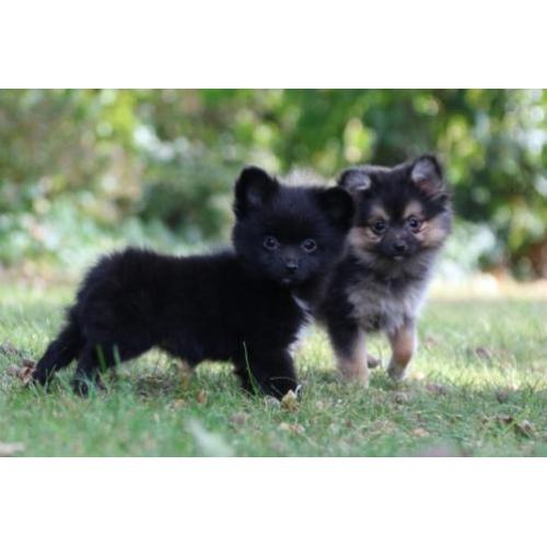 pomchi puppy's