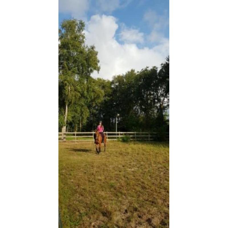 Super lieve 4 jarige Merrie te koop
