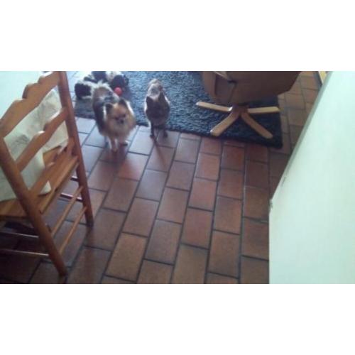 Pomeriaanpups