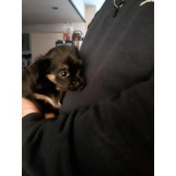 chihuahua reutje