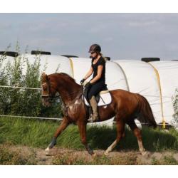 Allround merrie 7jr Ultimo en Palomino hengst veulen