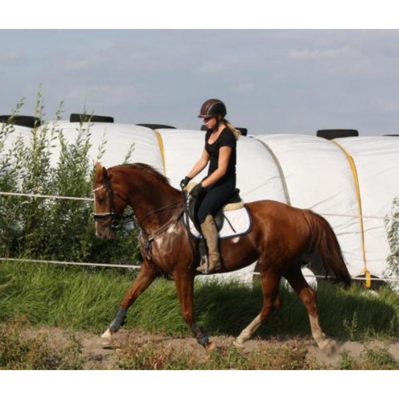 Allround merrie 7jr Ultimo en Palomino hengst veulen