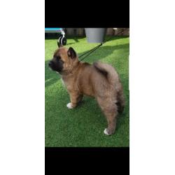 Akita pups