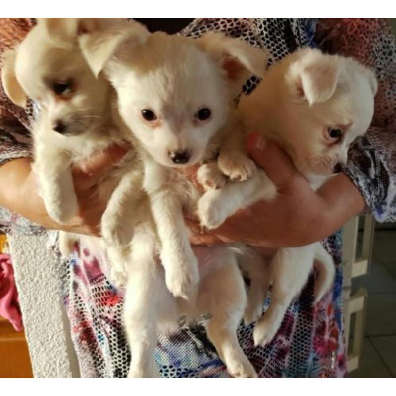 Te koop 1reutje 1teefje kruising chi hua hua maltezer