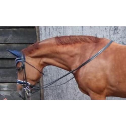 11 jarige drachtige ZZL merrie, vic x burgraaf