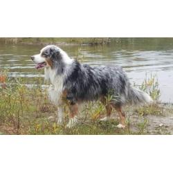 Australian Shepherd blue merle reu ter dekking.